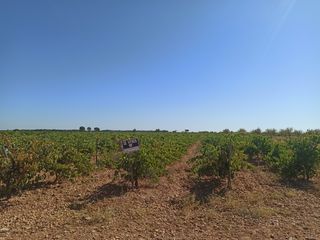 Viña joven en producción