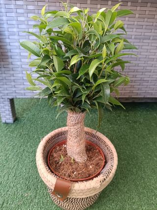 Ficus Benjamina