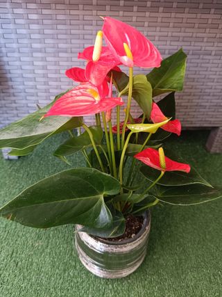 Anturio Rojo