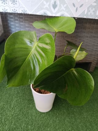 Monstera Deliciosa - Costilla de Adán