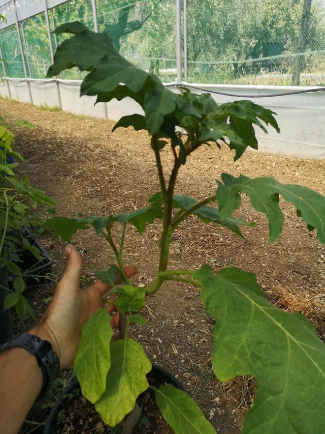 Pianta Solanum Chrysotrichum