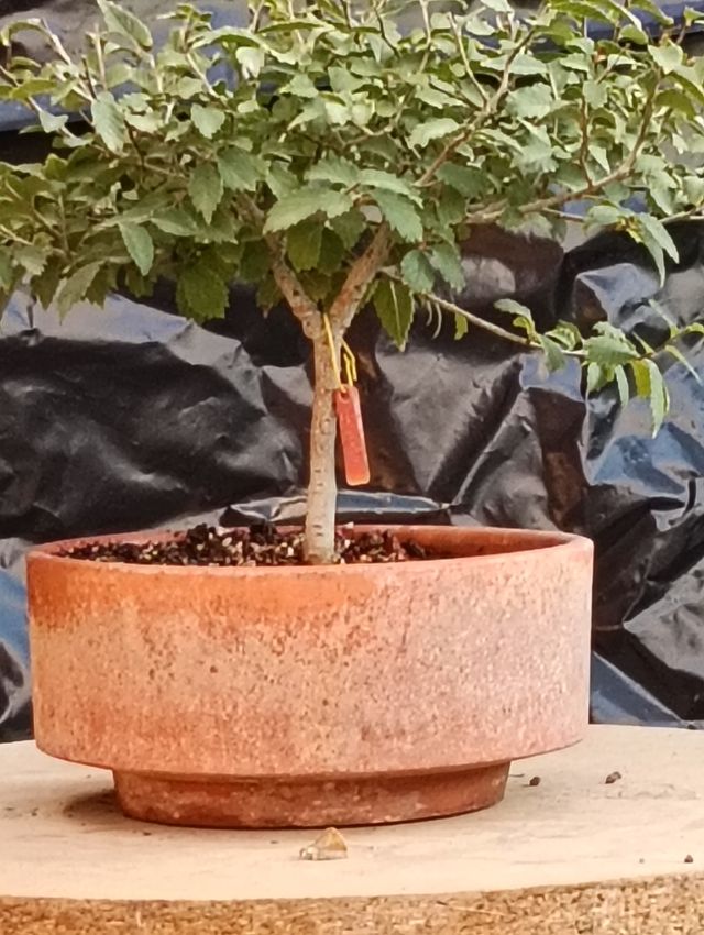 Olmo Pumila 2020 estilo escoba