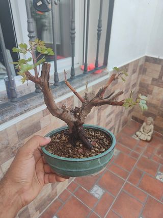 Bonsái de parra