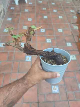 Bonsai de parra