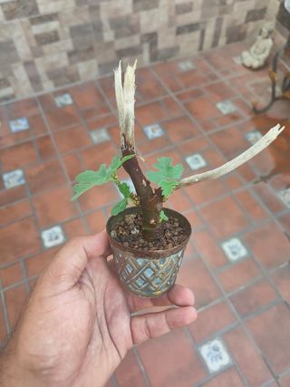 Bonsai Mame Higuera