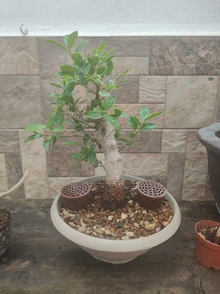 Bonsái Ficus Tiger Bark