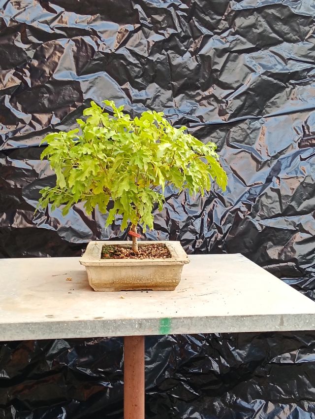 Bonsái Morera Semilla 2020 Estilo ES