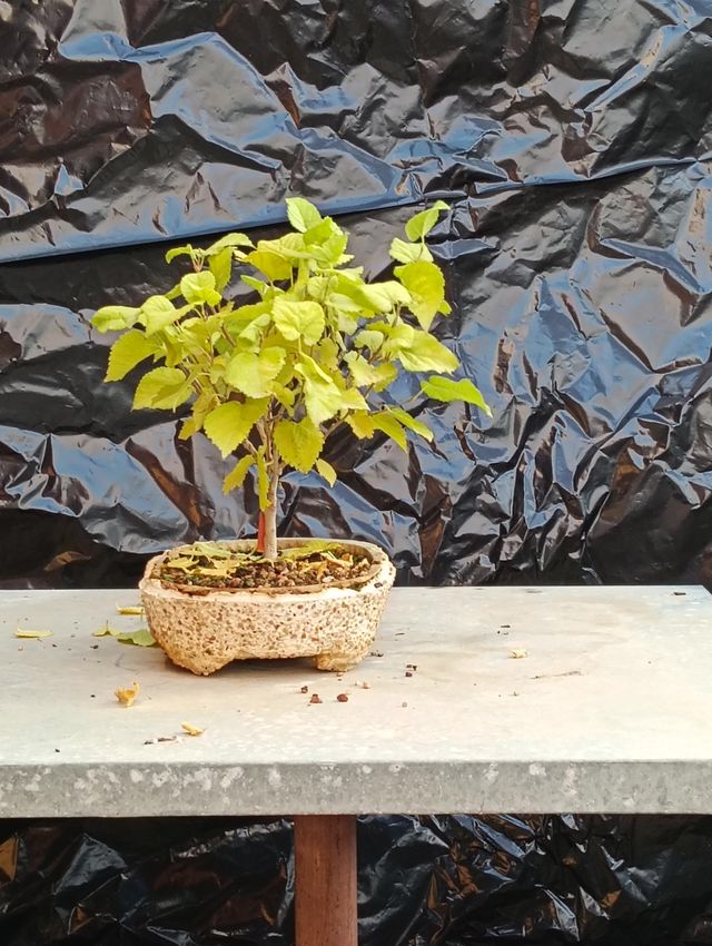 Morera blanca bonsai semilla 2020