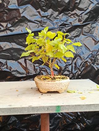 Morera blanca bonsai semilla 2020