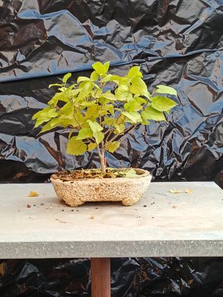 Morera blanca bonsai semilla 2020