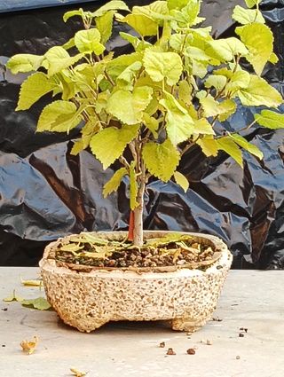 Morera blanca bonsai semilla 2020