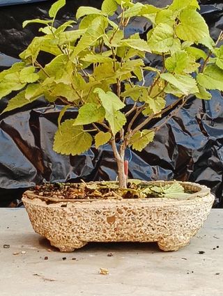 Morera blanca bonsai semilla 2020