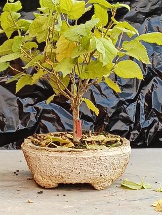 Morera blanca bonsai semilla 2020