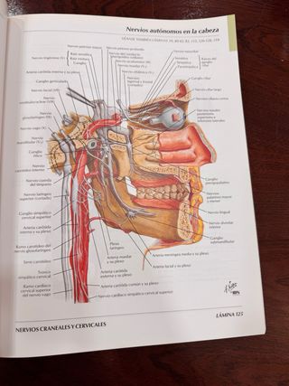 Atlas de Anatomia Humana (Spanish Edition)
