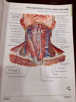 Atlas de Anatomia Humana (Spanish Edition)
