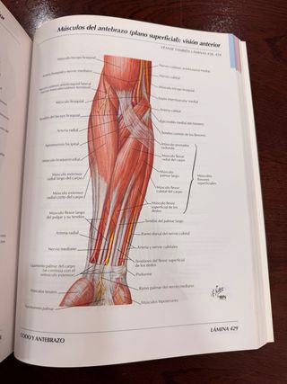 Atlas de Anatomia Humana (Spanish Edition)