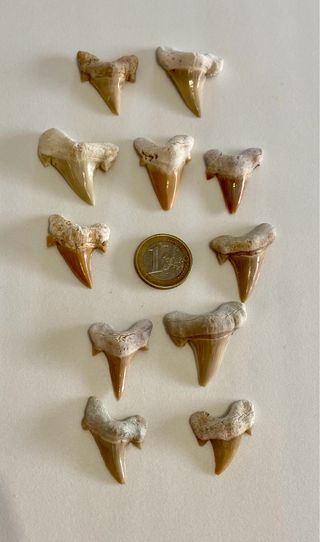 11 Dientes de Tiburón Otodus Obliquus Fósiles