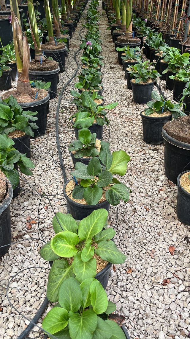 Bergenia Cordifolia, 9L – FOTOS REALES
