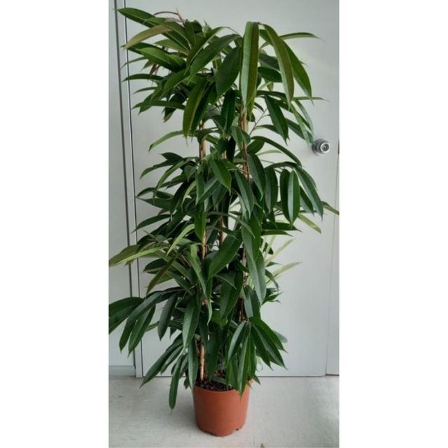 Planta Ficus Amstel 140/160cm, con maceta