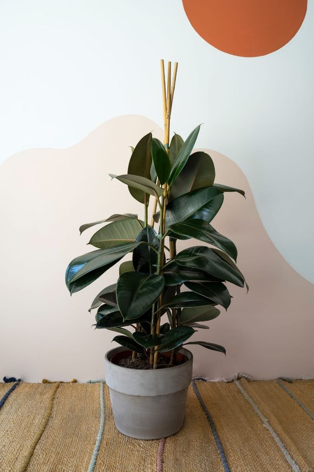 Ficus Robusta 120/140cm con maceta