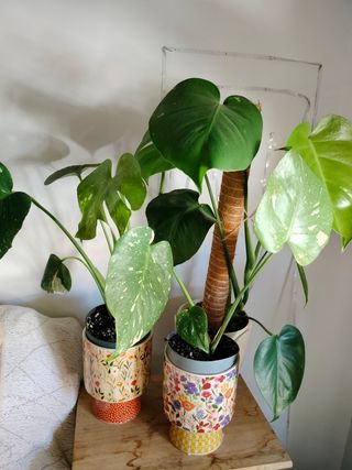 Monstera Deliciosa (Costilla de Adán)