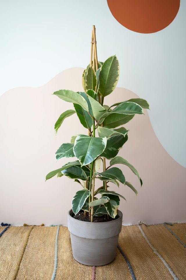 Ficus Tineke 140/160cm con maceta