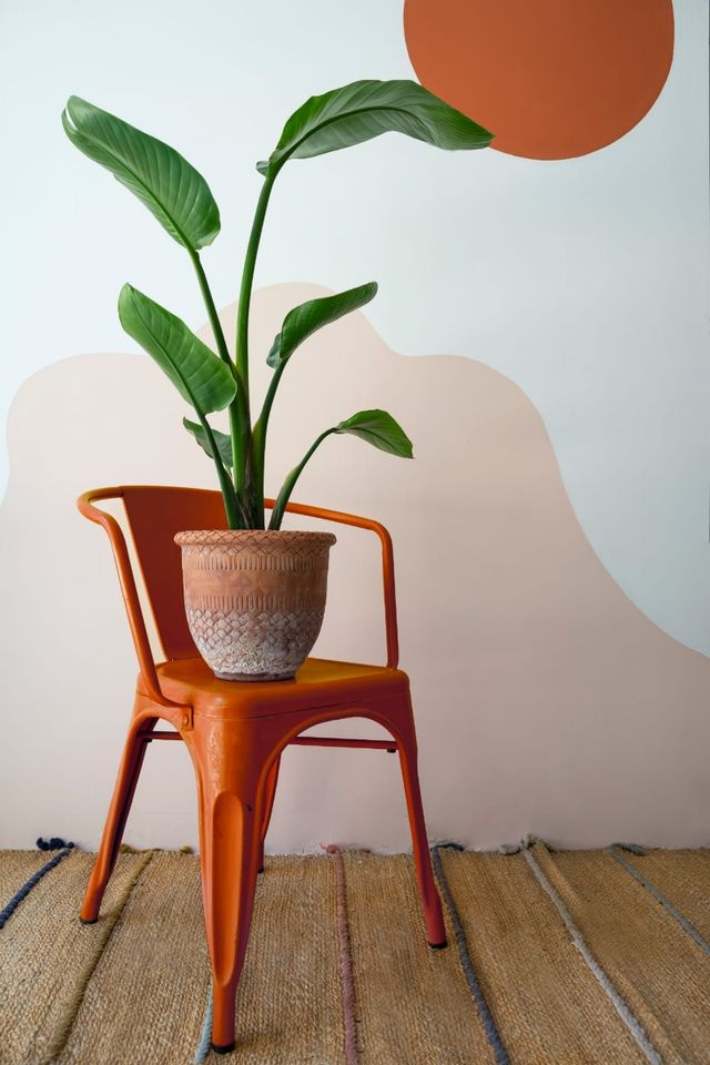 Planta Strelitzia, 100/120cm, con maceta