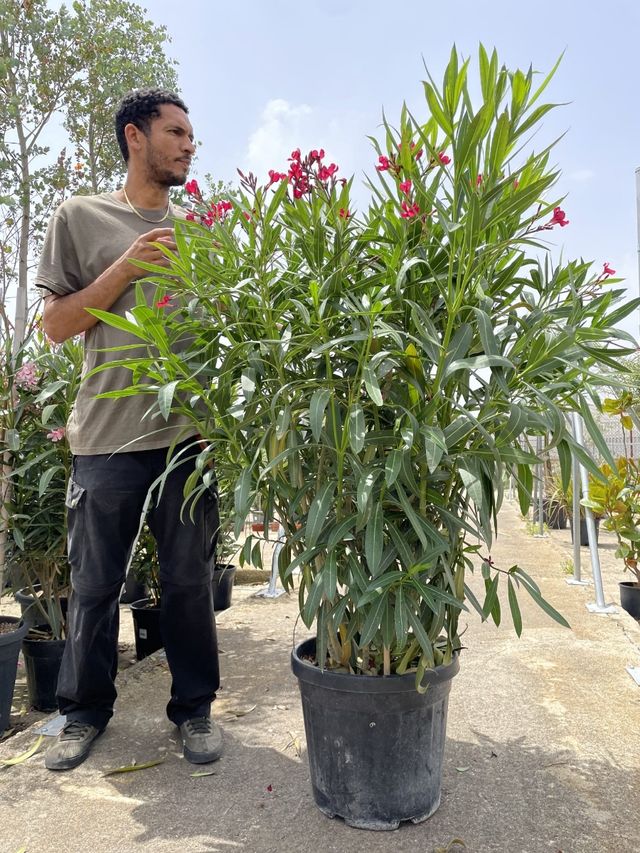 Planta Adelfa 140/160cm