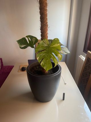 Monstera Thai Constellation
