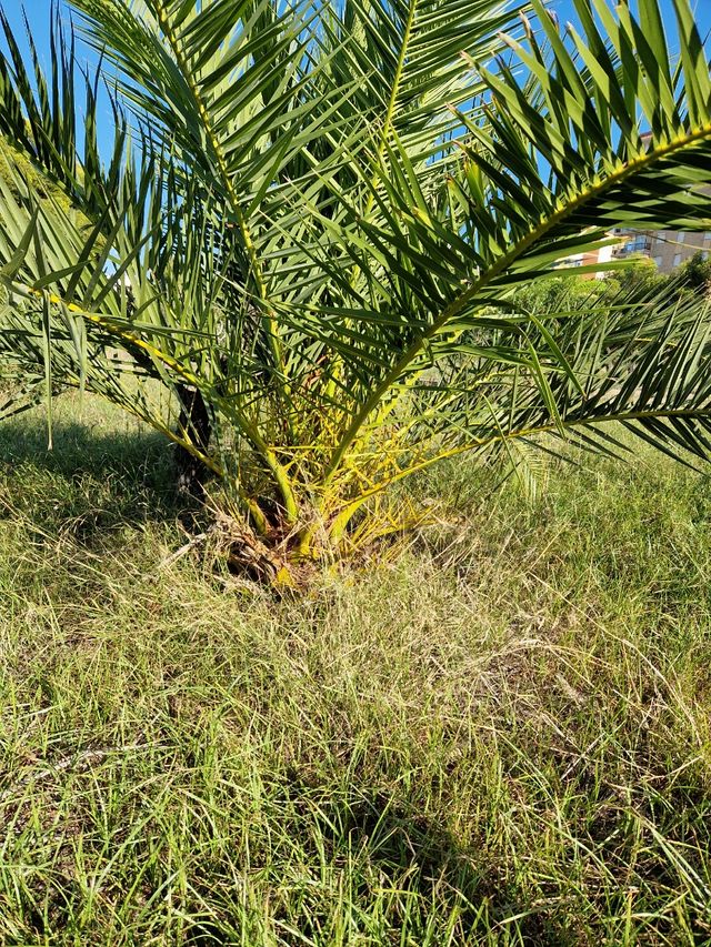 Regalo Palmeras jovenes, unas 10