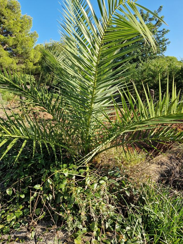 Regalo Palmeras jovenes, unas 10