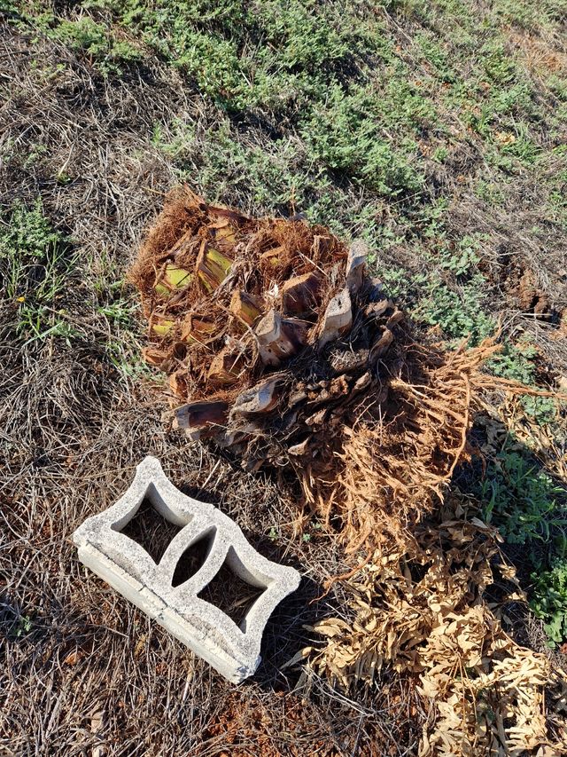 Regalo Palmeras jovenes, unas 10