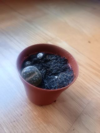 Lithops pseudotruncatella cactus piedra viva