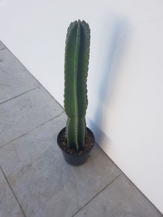 Cactus en maceta negra