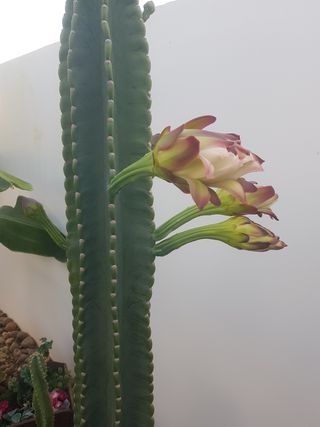 Cactus en maceta negra