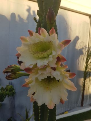 Cactus en maceta negra