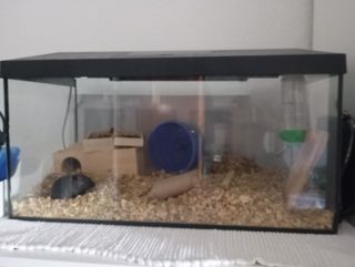 Pecera/Terrario