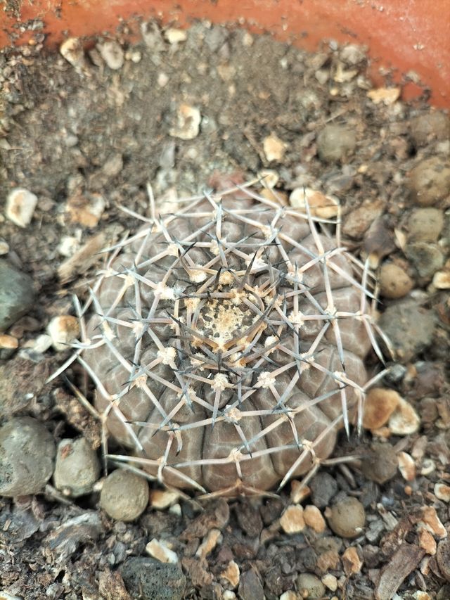 Cactus Gymnocalycium