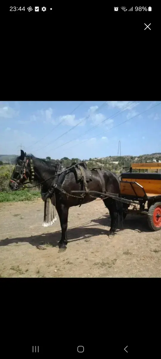 Aperos de caballo de cuero para carro valenciano .