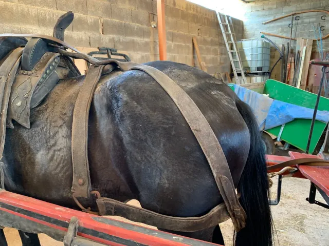 Aperos de caballo de cuero para carro valenciano .