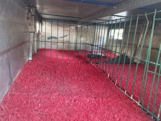 Remolque para perros