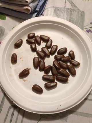 8 Semi Asimina Triloba - Banano di Montagna