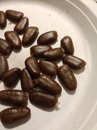 8 Semi Asimina Triloba - Banano di Montagna