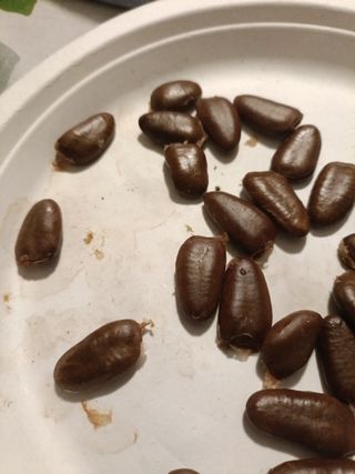 8 Semi Asimina Triloba - Banano di Montagna