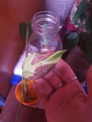 Monstera Deliciosa Aurea Variegata