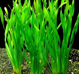 Planta Vallisneria