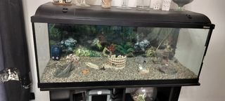 Acquario completo con accessori