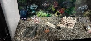 Acquario completo con accessori