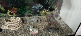 Acquario completo con accessori