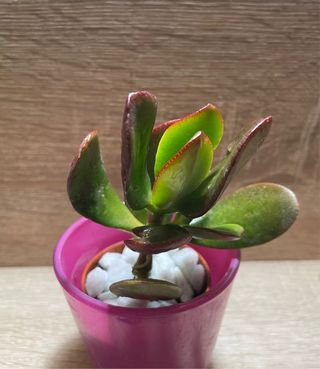 Crassula ovata Pianta